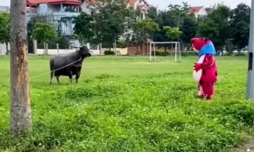 Phản ứng của con bò