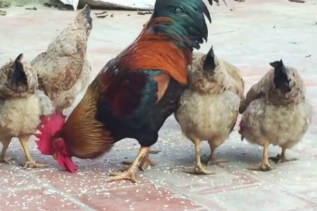 Cuộc Chiến Giữa Gà Con Và Gà Trống