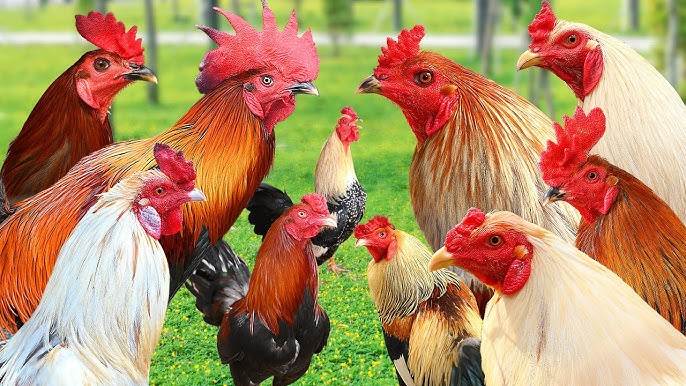 Cảnh Đấu Giữa Hai Cún Con